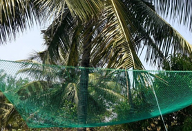 Anti Bird Nets,Cricket Nets,Pigeon Nets,Bird Netting Services,Chennai