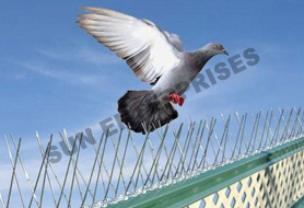 Anti Bird Nets,Cricket Nets,Pigeon Nets,Bird Netting Services,Chennai